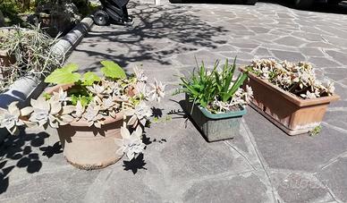 Piante grasse con vaso