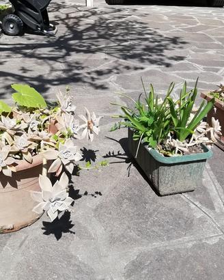 Piante grasse con vaso