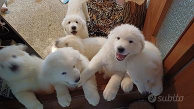 Pastore maremmano di 2 mesi