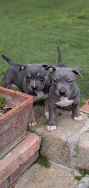 Pitbull