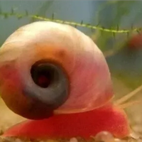 Lumache lumachine acquario