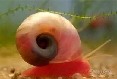 Lumache lumachine acquario