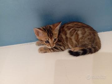 cuccioli gatto bengala 