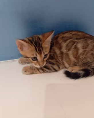 cuccioli gatto bengala 
