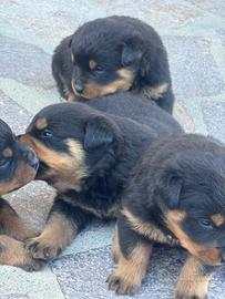 Cuccioli di Rottweiler