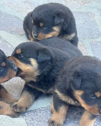 Cuccioli di Rottweiler