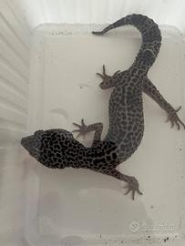 Geco leopardino adulto