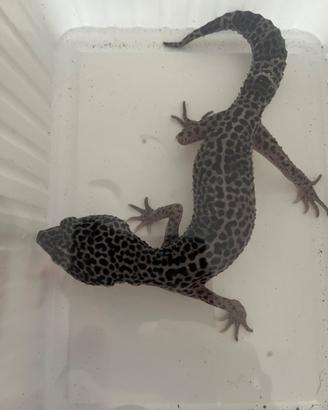 Geco leopardino adulto