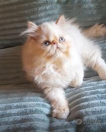 cucciolo di gatto persiano ipertipico 