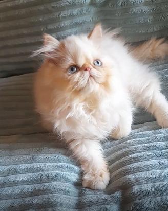 cucciolo di gatto persiano ipertipico 