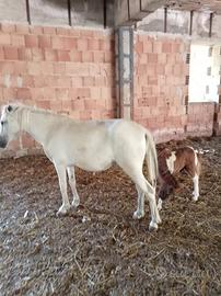 Pony femmina