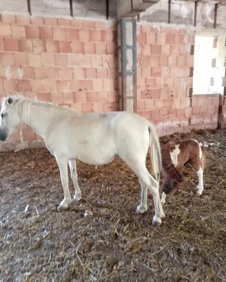 Pony femmina