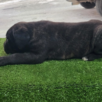 Cane corso