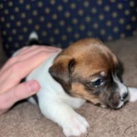 Jack russel
