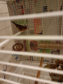 Canta quasi tutto il giorno euro 49