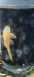 Ancistrus albini e gold pulitori acquario