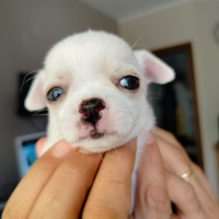 Cuccioli chahuahua