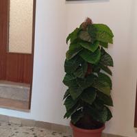 Pianta artificiale 