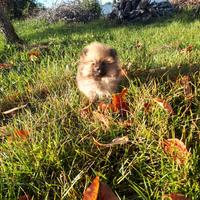 Cucciolina spitz volpino di pomerania nano