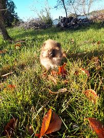 Cucciolina spitz volpino di pomerania nano