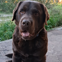 Labrador chocolate