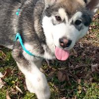 Alaskan Malamute