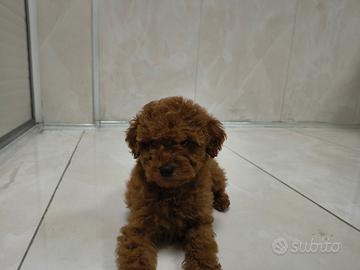 Barboncino toy red 2M 2F anche a rate