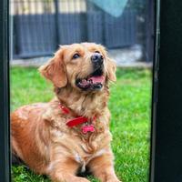 Golden linea americana femmina