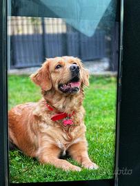 Golden linea americana femmina