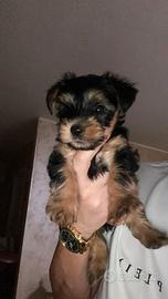 Yorkshire mini