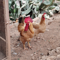 Gallo e Gallina Bionda Piemontese