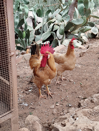 Gallo e Gallina Bionda Piemontese