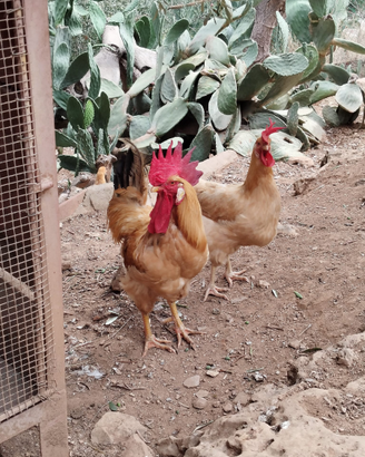 Gallo e Gallina Bionda Piemontese