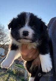 Cuccioli Border Collie
