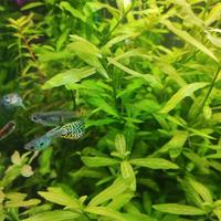 Hygrophila polysperma a Piombino