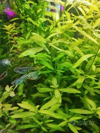 Hygrophila polysperma a Piombino