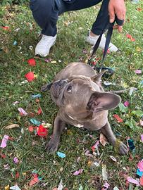 Bulldog francese disponibile per monte