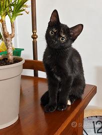 Gattina nera dolcissima