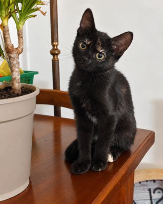 Gattina nera dolcissima