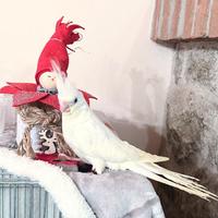 Calopsite domestiche