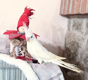 Calopsite domestiche