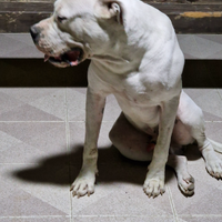 Dogo Argentino per monta