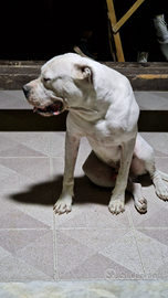 Dogo Argentino per monta