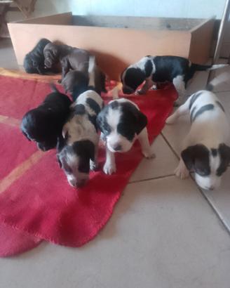 Cane da tartufo