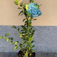 Piante di mirtillo gigante americano