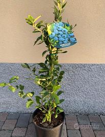 Piante di mirtillo gigante americano