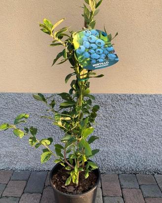 Piante di mirtillo gigante americano