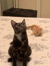 8 mesi, micia dolce dolce 