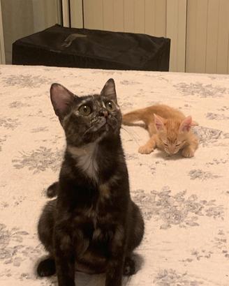 8 mesi, micia dolce dolce 