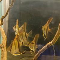 Scalari ,neon ,ancistrus,neocaridine